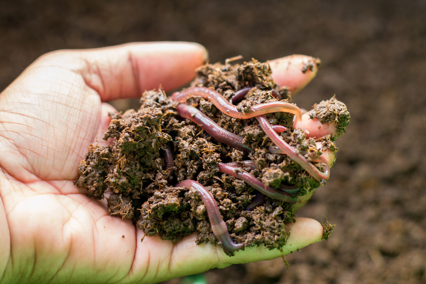 waste water purification